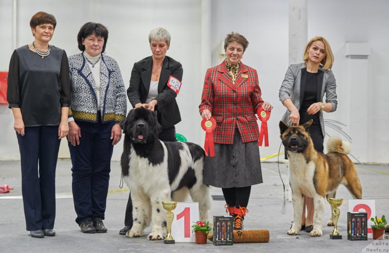 Фото: ньюфаундленд Super Bizon Maestro (Супер Бизон Маэстро), Nina Bazulina (Нина Базулина)
