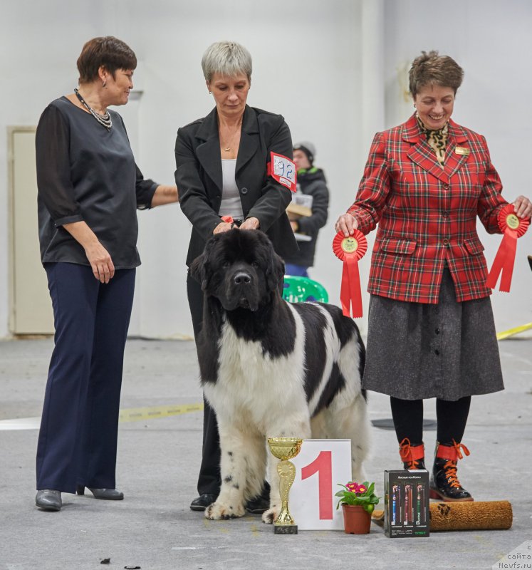 Фото: ньюфаундленд Super Bizon Maestro (Супер Бизон Маэстро), Nina Bazulina (Нина Базулина)