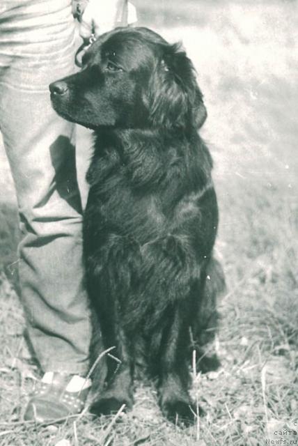 Фото: ньюфаундленд Ursa Ulla (Урса Улла)