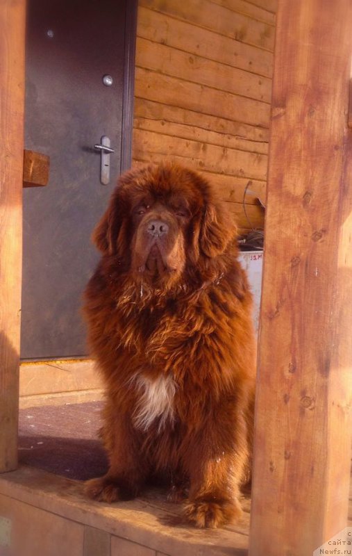 Фото: ньюфаундленд Povelitel' Velikih Ozer (Повелитель Великих Озер)