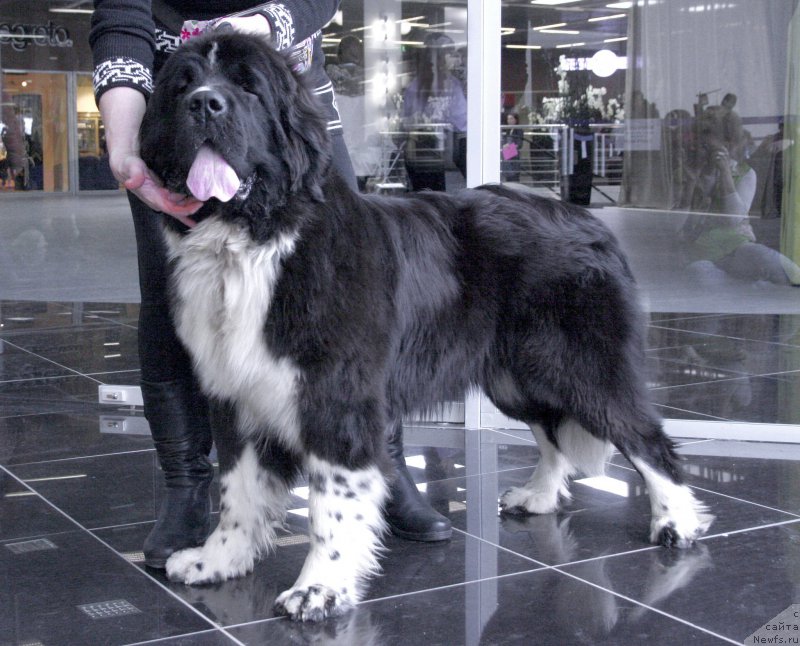 Фотография № 202903