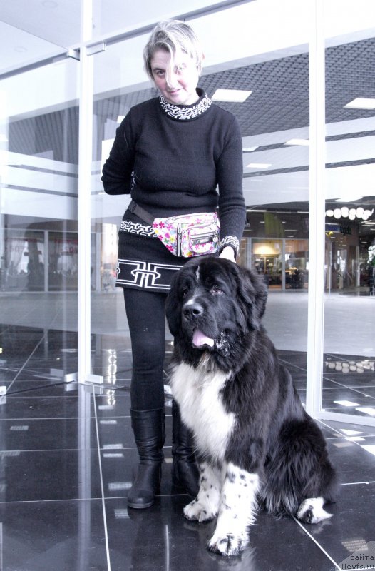 Фото: ньюфаундленд Aquatoriya Kelvin Domino (Акватория Келвин Домино), Ol'ga Braslavskaya (Ольга Браславская)