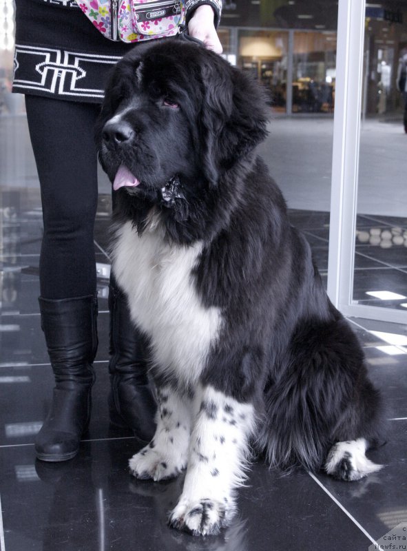 Фотография № 202905