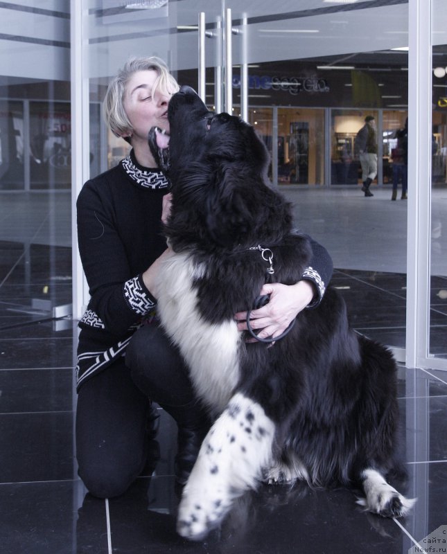 Фото: ньюфаундленд Aquatoriya Kelvin Domino (Акватория Келвин Домино)