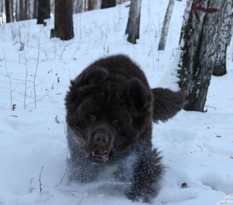 Фото: ньюфаундленд N'yufort Vashe Velichestvo Brabus (Ньюфорт Ваше Величество Брабус)