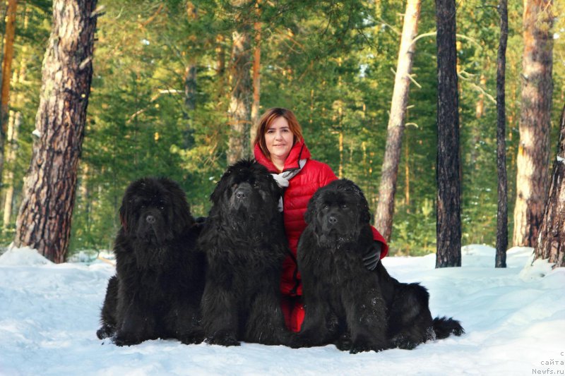 Фото: Irina CHernikova (Ирина Черникова), ньюфаундленд Super Premium Invisible (Супер Премиум Инвисибл), ньюфаундленд Super Premium Uinston CHurchill' (Супер Премиум Уинстон Чурчилль), ньюфаундленд Super Premium Undercover Love (Супер Премиум Ундерковер Лове)