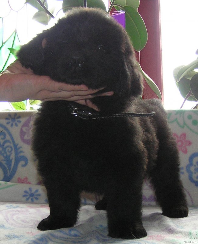 Фото: ньюфаундленд Matvey s Berega Dona (Матвей с Берега Дона)