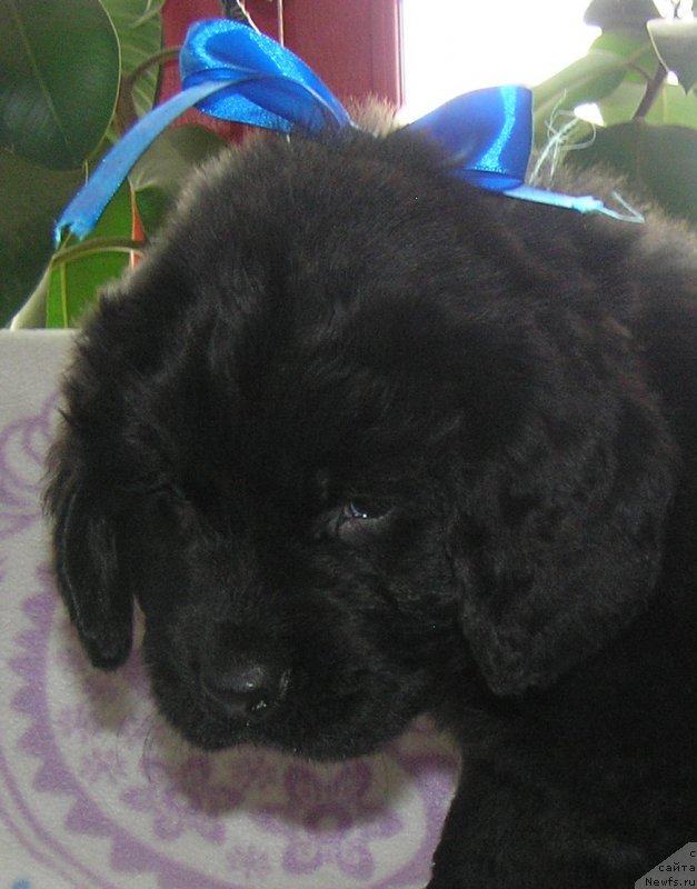 Фото: ньюфаундленд Matvey s Berega Dona (Матвей с Берега Дона)