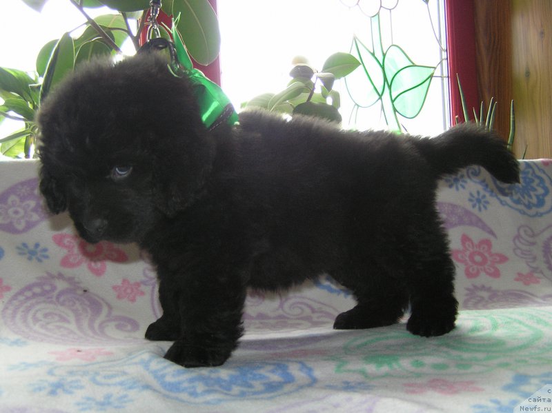 Фото: ньюфаундленд Matvey s Berega Dona (Матвей с Берега Дона)