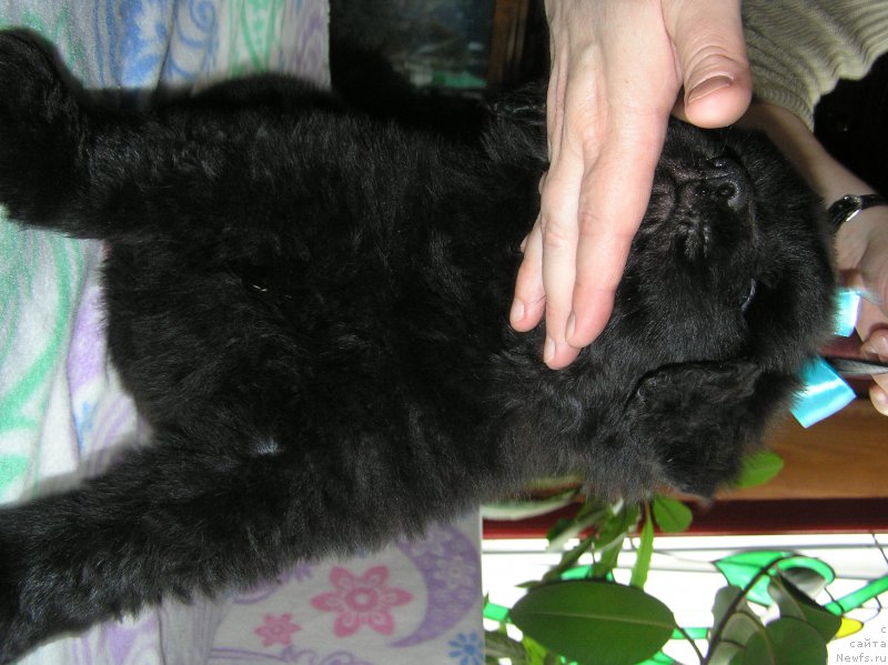 Фото: ньюфаундленд Matvey s Berega Dona (Матвей с Берега Дона)