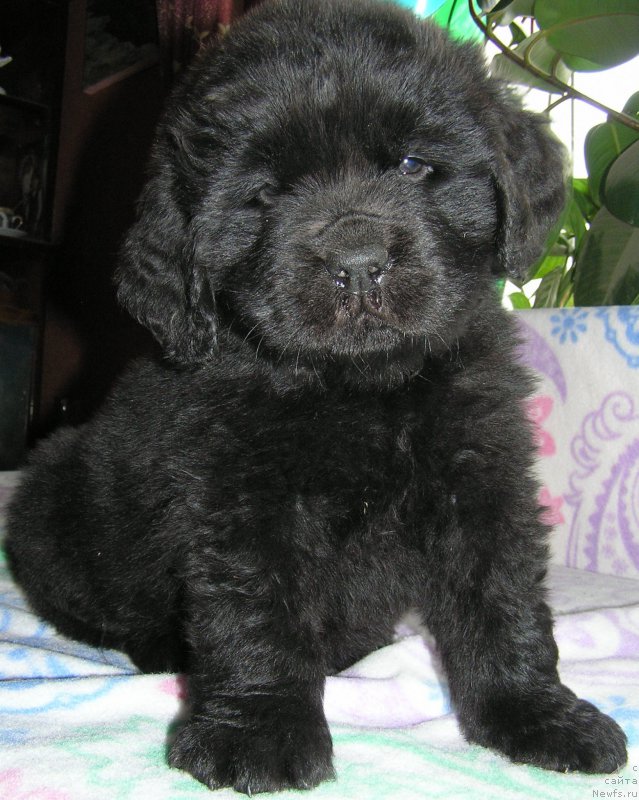 Фото: ньюфаундленд Matvey s Berega Dona (Матвей с Берега Дона)