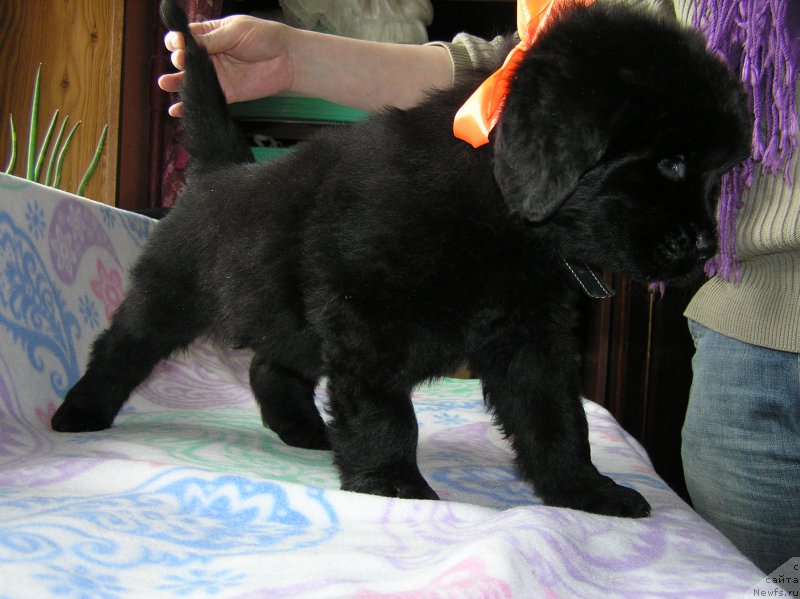 Фото: ньюфаундленд Matvey s Berega Dona (Матвей с Берега Дона)