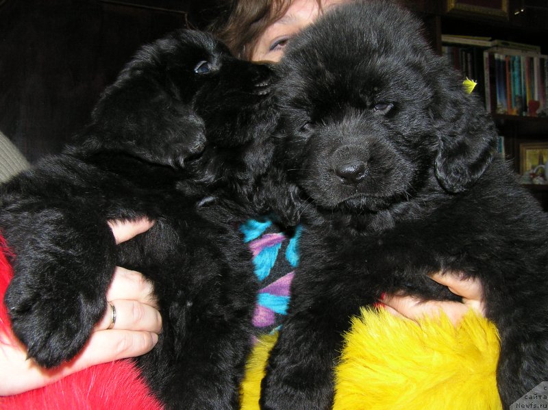 Фото: ньюфаундленд Matvey s Berega Dona (Матвей с Берега Дона)