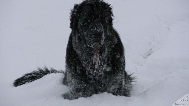 Фото: ньюфаундленд Zhasmine Severny Caprice iz Medvejyego Yara (Жасмин Северный Каприз из Медвежьего Яра)