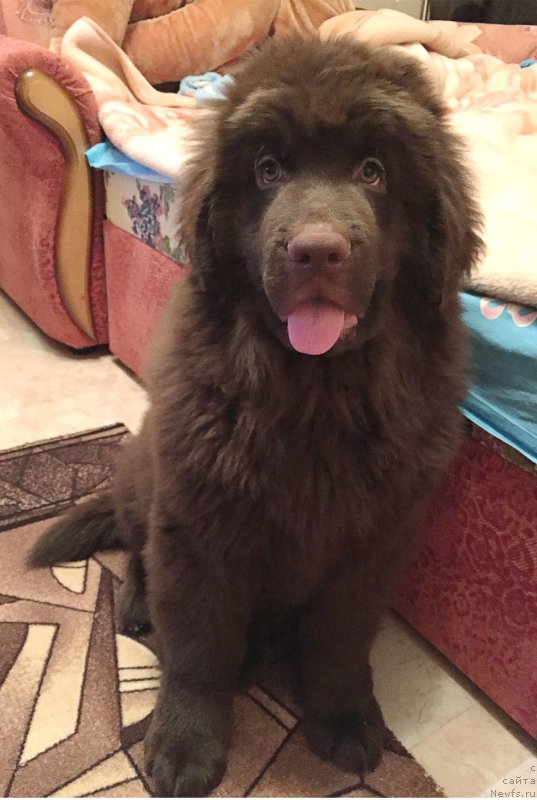 Фото: ньюфаундленд Braunblad MSK Sevara Reyn (Браунблад МСК Севара Рейн)