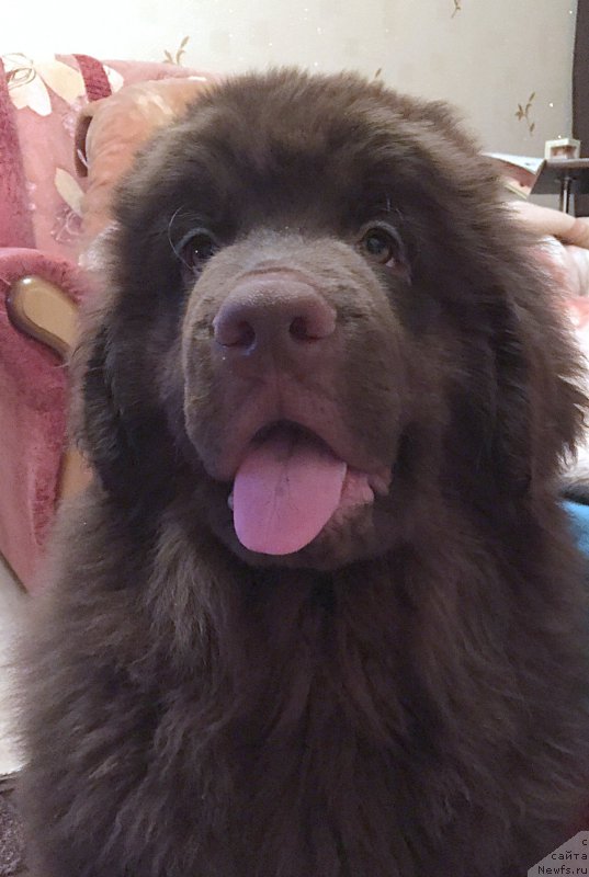 Фото: ньюфаундленд Braunblad MSK Sevara Reyn (Браунблад МСК Севара Рейн)