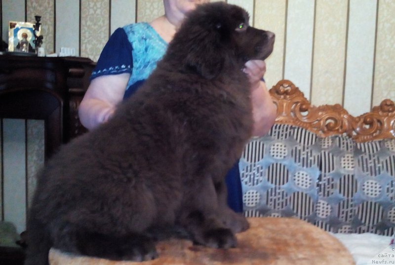 Фото: ньюфаундленд Brownblood MSK Sabina Ester (Браунблад МСК Сабина Эстер)