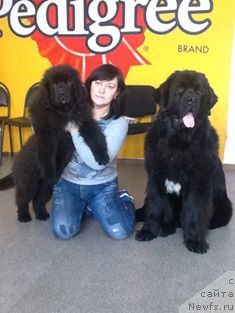 Фото: ньюфаундленд N'yufort Jordjiya (Ньюфорт Жорджия)