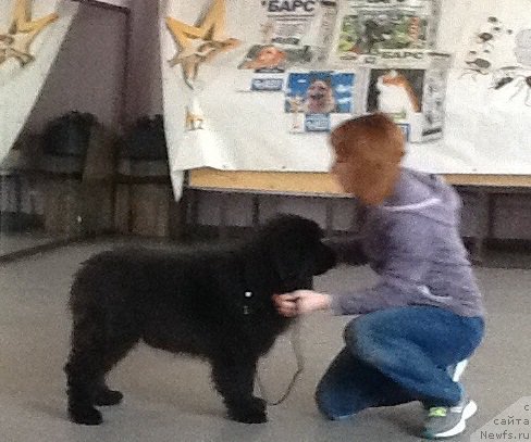 Фото: ньюфаундленд N'yufort Jordjiya (Ньюфорт Жорджия)