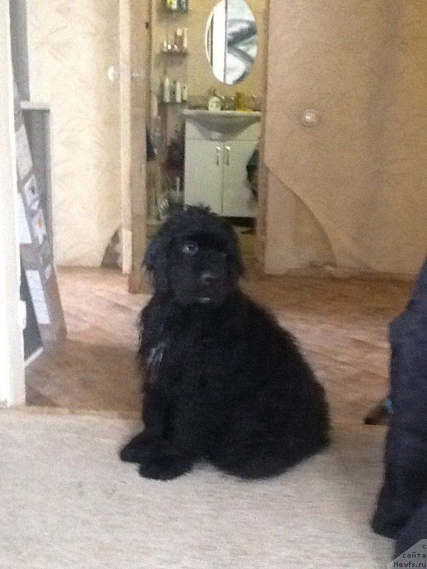 Фото: ньюфаундленд N'yufort Jordjiya (Ньюфорт Жорджия)