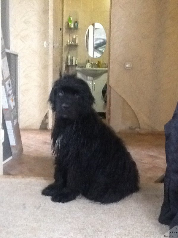 Фото: ньюфаундленд N'yufort Jordjiya (Ньюфорт Жорджия)