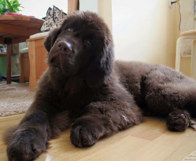 Фото: ньюфаундленд Funnewf Aqua-Marina (Фанньюф Аква-Марина)