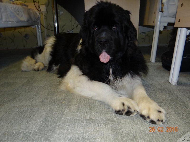 Фото: ньюфаундленд Fiamettahauz Pretti Drim (Фиаметтахауз Претти Дрим)