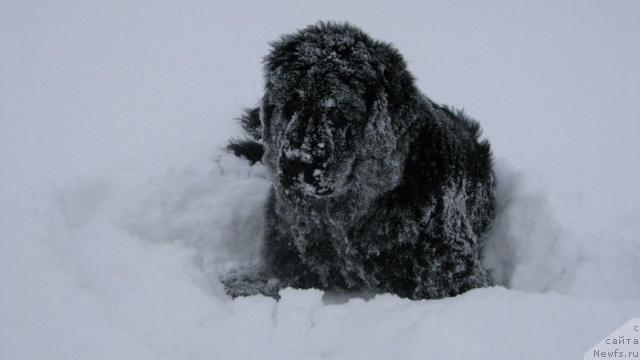 Фото: ньюфаундленд Zhasmine Severny Caprice iz Medvejyego Yara (Жасмин Северный Каприз из Медвежьего Яра)