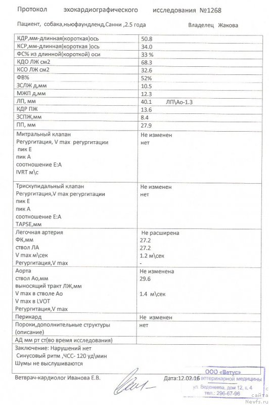 Фото: ньюфаундленд I Follow The Sun de L'Etoile de Cyrice