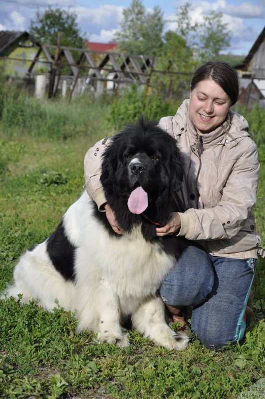 Фото: ньюфаундленд Super Premium Zheneva (Супер Премиум Женева)