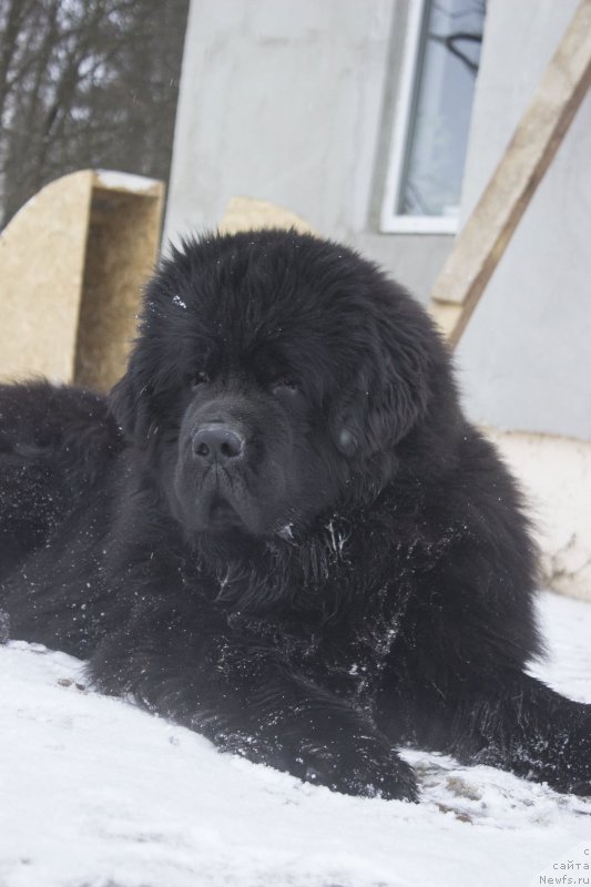 Фото: ньюфаундленд Callistos Resolution