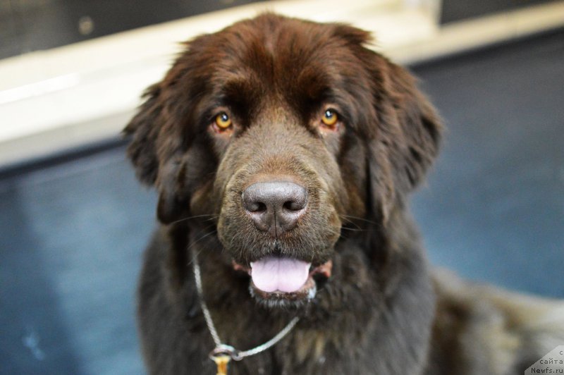 Фото: ньюфаундленд Nikol Gold Star (Николь Голд Стар), ньюфаундленд Nikol Gold Star (Николь Голд Стар)