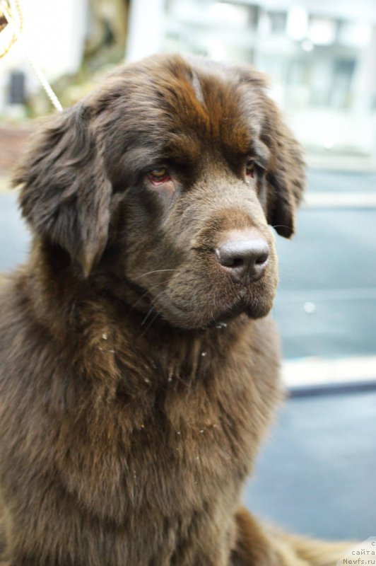 Фото: ньюфаундленд Nikol Gold Star (Николь Голд Стар)