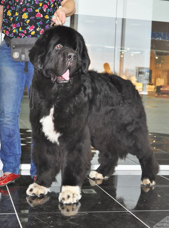Фото: ньюфаундленд Piternyuf Omnia Vincet Amor (Питерньюф Омниа Винсет Амор), Kseniya Semikova (Ксения Семикова)