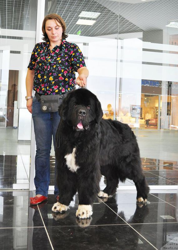 Фото: ньюфаундленд Piternyuf Omnia Vincet Amor (Питерньюф Омниа Винсет Амор), Kseniya Semikova (Ксения Семикова)