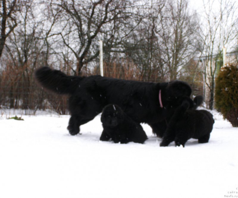 Фото: ньюфаундленд Chernaya Mafia Maybe She Will (Черная Мафия Маубе Ше Вилл)