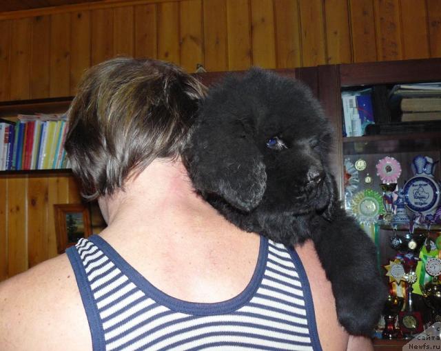 Фото: ньюфаундленд Pchyolkin Dom Vesenniy Val's (Пчёлкин Дом Весенний Вальс)