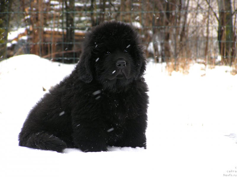 Фотография № 203000