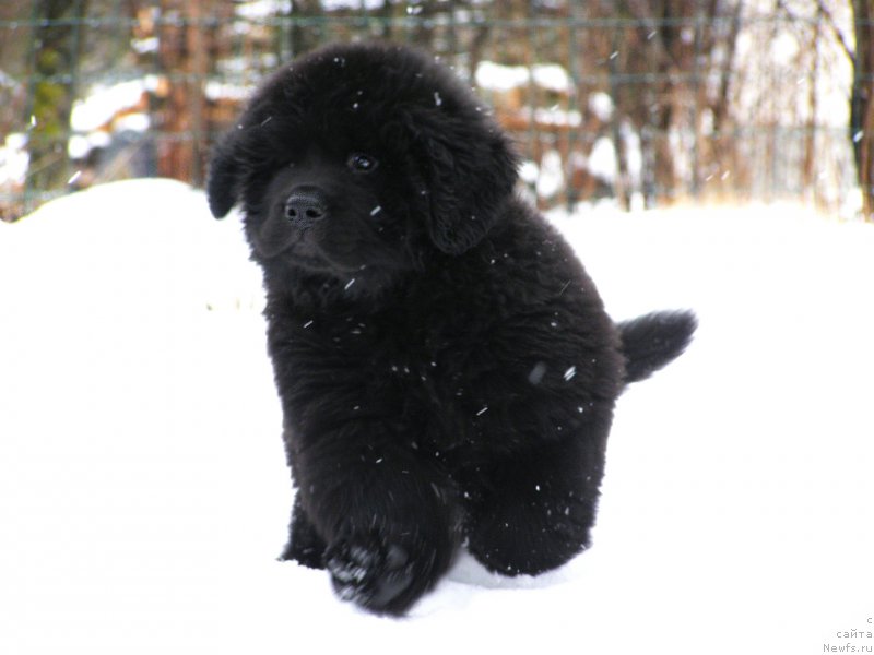 Фотография № 203002