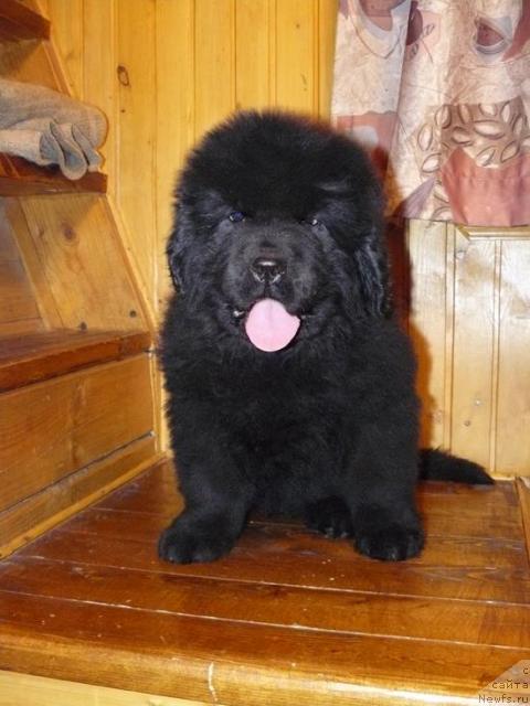 Фото: ньюфаундленд Pchyolkin Dom Vesenniy Val's (Пчёлкин Дом Весенний Вальс)