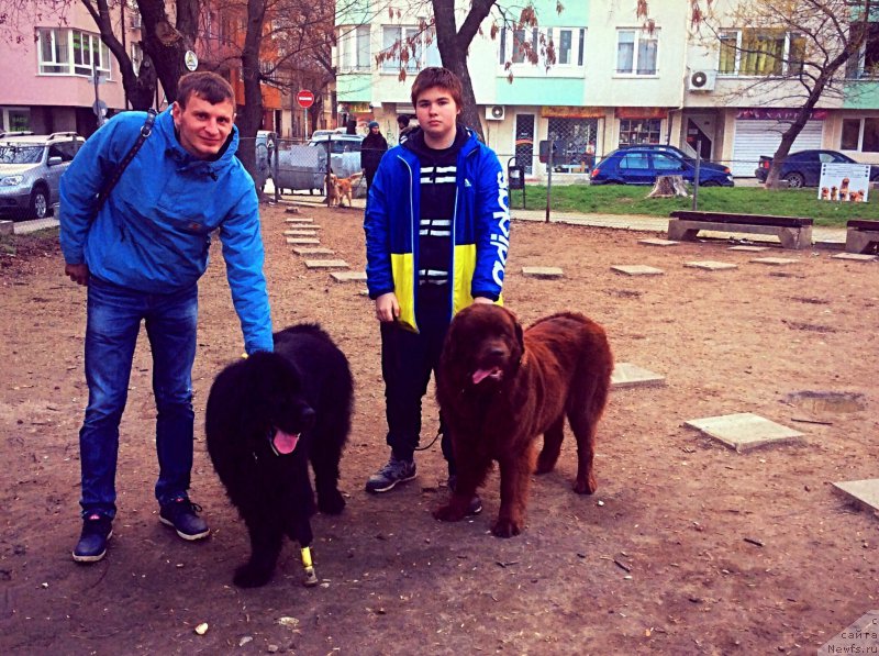 Фото: ньюфаундленд Brownblood MSK Happy Teddy (Браунблад МСК Хэппи Тедди), ньюфаундленд Brownblood MSK Harita Havva (Браунблад МСК Харита Хавва)