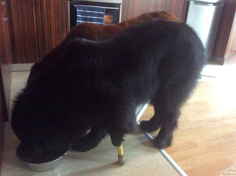 Фото: ньюфаундленд Brownblood MSK Happy Teddy (Браунблад МСК Хэппи Тедди), ньюфаундленд Brownblood MSK Harita Havva (Браунблад МСК Харита Хавва)