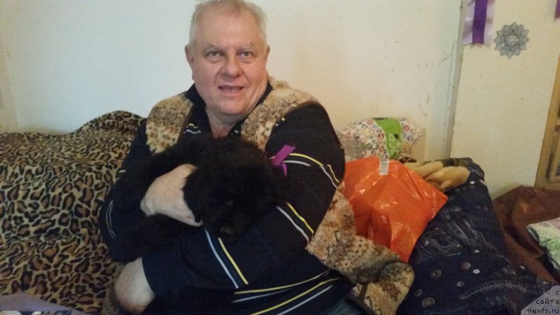 Фото: ньюфаундленд Sting Vanderful Sindi (Стинг Вандерфул Синди)