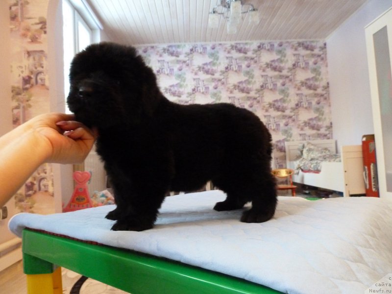 Фотография № 203043