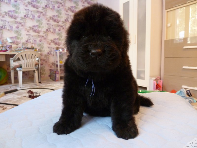 Фотография № 203044