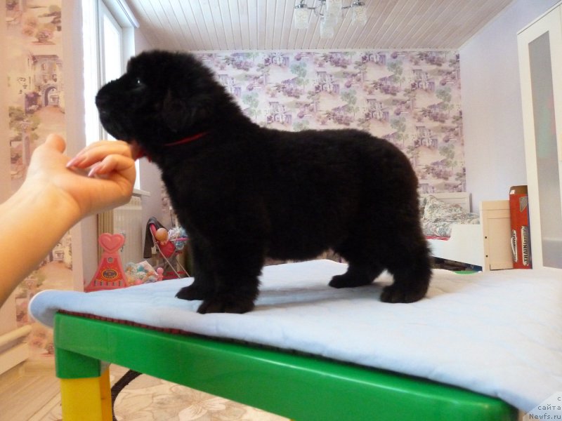 Фотография № 203046