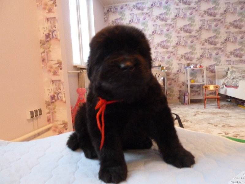 Фото: ньюфаундленд Super Premium Hart of Ze Vord (Супер Премиум Харт оф Зе Ворд)