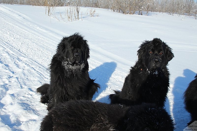 Фото: ньюфаундленд Fortuna of Giant's Island, ньюфаундленд Gloriya Grand Blek (Глория Гранд Блек)