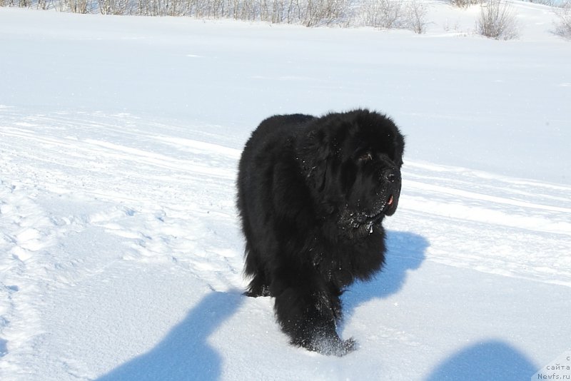 Фото: ньюфаундленд Beguschaya po Volnam Zero Kool (Бегущая по Волнам Зеро Коол)