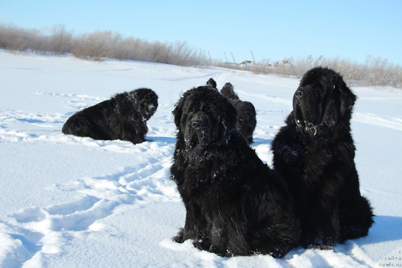 Фото: ньюфаундленд YAntarnaya Mechta (Янтарная Мечта), ньюфаундленд Beguschaya po Volnam Zero Kool (Бегущая по Волнам Зеро Коол)